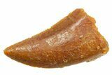 Serrated Raptor Tooth - Real Dinosaur Tooth #364832-1